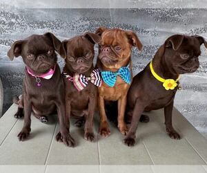 Brussels Griffon Puppy for sale in Sombor, Vojvodina, Serbia