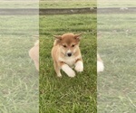 Small Photo #7 Shiba Inu Puppy For Sale in CANOGA, NY, USA