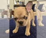 Small #7 French Bulldog