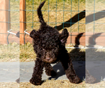 Small Photo #44 Spanish Water Dog Puppy For Sale in SIMLA, CO, USA