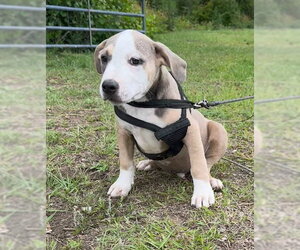 Bulldog-Unknown Mix Dogs for adoption in Tarrytown, GA, USA