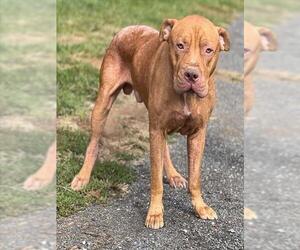 Mutt Dogs for adoption in Westminster, MD, USA