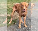 RED - Male Mutt Dog for Adoption - Small photo