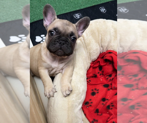 French Bulldog Puppy for sale in SAN ANTONIO, TX, USA