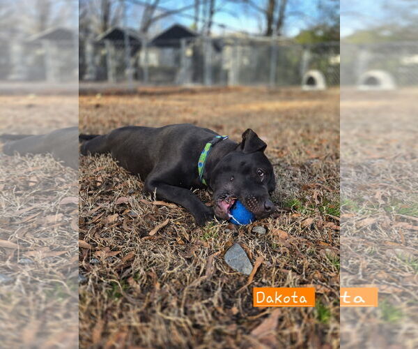 Medium Photo #2 Mutt Puppy For Sale in Albemarle, NC, USA