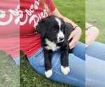 Small #3 Bernese Mountain Dog-Goldendoodle Mix