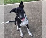 Small #2 Labrador Retriever-Retriever  Mix