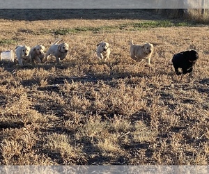 Goldendoodle Puppy for sale in PEYTON, CO, USA