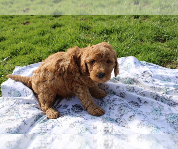 Medium Photo #2 Goldendoodle (Miniature) Puppy For Sale in BLOOMINGTON, IN, USA