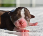 Small #2 Auss-Tzu
