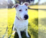 Small #15 American Pit Bull Terrier Mix