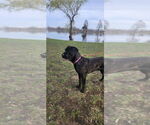 Small #7 Mastiff Mix