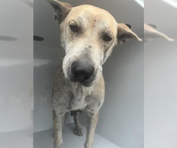 Medium Photo #1 Carolina Dog-Unknown Mix Puppy For Sale in Houston, TX, USA