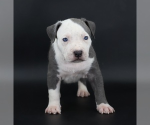 American Bully Puppy for sale in CHAMPAIGN, IL, USA