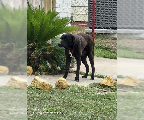 Medium Photo #1 American Staffordshire Terrier-Unknown Mix Puppy For Sale in San Antonio, TX, USA