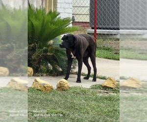 American Staffordshire Terrier-Unknown Mix Dogs for adoption in San Antonio, TX, USA