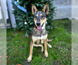 German Shepherd Dog-Unknown Mix Dogs for adoption in Long Beach, CA, USA