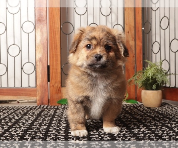 Medium Photo #3 Shorkie Tzu Puppy For Sale in NAPLES, FL, USA