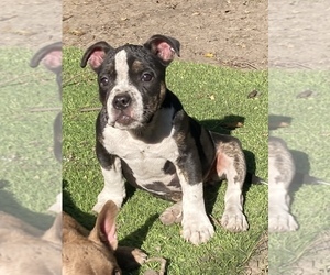 American Bully Puppy for sale in HOLLAND, MI, USA