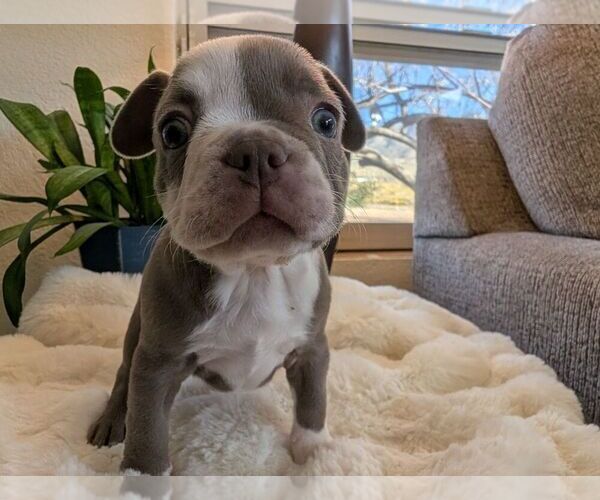 Medium Photo #7 Faux Frenchbo Bulldog Puppy For Sale in LAS CRUCES, NM, USA
