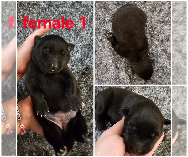 Medium Photo #16 Belgian Malinois Puppy For Sale in HIGHLAND, CA, USA