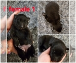 Puppy Puppy 6 Belgian Malinois
