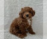 Small #1 Maltipoo