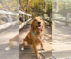 Mother of the Goldendoodle puppies born on 10/07/2025