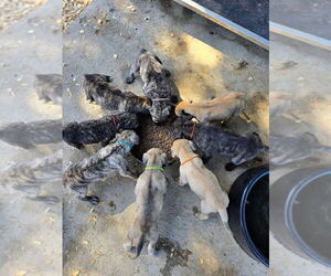 Presa Canario Puppy for Sale in OAKLEY, California USA