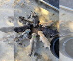 Image preview for Ad Listing. Nickname: Litter of 7