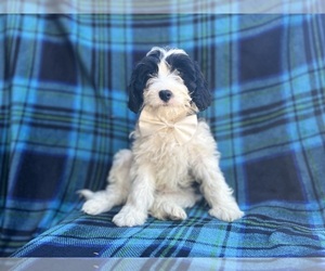 Cavapoo Puppy for sale in LAKELAND, FL, USA