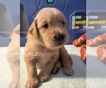 Puppy Yellow Fern Golden Retriever
