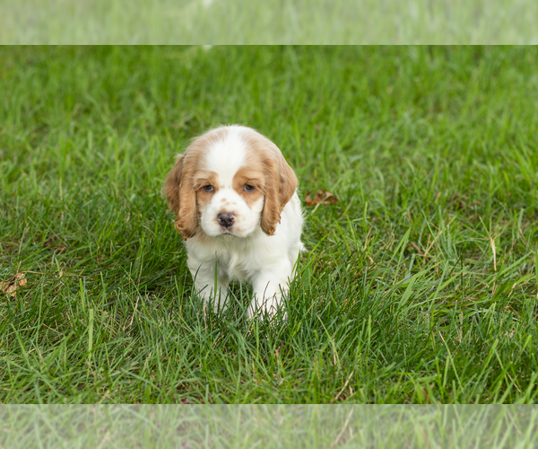 Medium Photo #3 Cocker Spaniel Puppy For Sale in NAPPANEE, IN, USA