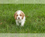 Small #2 Cocker Spaniel