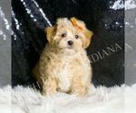 Small #4 Maltipoo