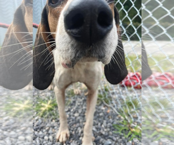 Medium Photo #9 Treeing Walker Coonhound-Unknown Mix Puppy For Sale in Hinton, WV, USA