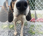 Small #8 Treeing Walker Coonhound Mix