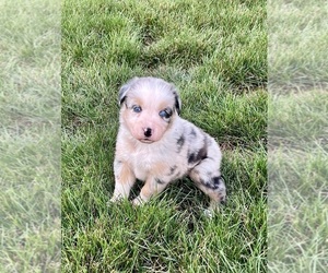 Australian Shepherd Puppy for sale in LODA, IL, USA