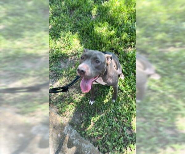 Medium Photo #1 American Pit Bull Terrier Puppy For Sale in Houston, TX, USA