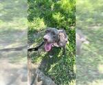 Small American Pit Bull Terrier