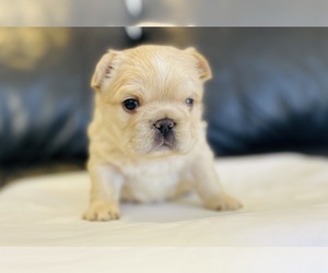 French Bulldog Puppy for sale in NEWPORT, NC, USA
