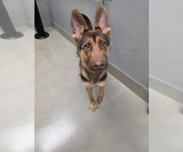 Medium Photo #1 German Shepherd Dog-Unknown Mix Puppy For Sale in Las Vegas, NV, USA