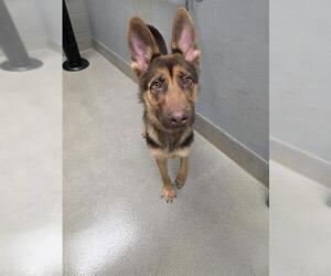 German Shepherd Dog-Unknown Mix Dogs for adoption in Las Vegas, NV, USA