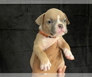 American Bully Puppy for sale in FLORISSANT, MO, USA