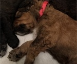 Small #6 Bernedoodle