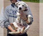 Small #3 Dalmatian-Labrador Retriever Mix