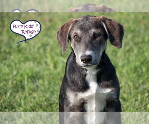 Siberian Husky-Unknown Mix Dogs for adoption in Lee's Summit, MO, USA