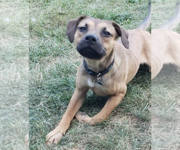 Medium Photo #1 Mutt Puppy For Sale in Plainfield, IL, USA