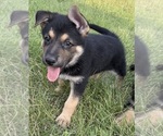 Small #25 German Shepherd Dog