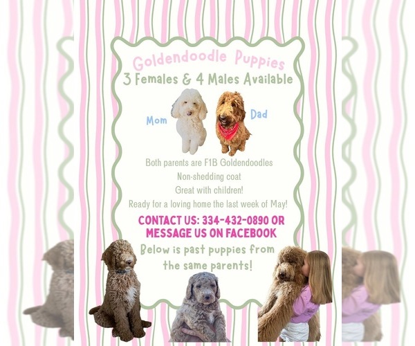 Medium Photo #7 Goldendoodle mix (+ Poodle Standard) Puppy For Sale in NEWVILLE, AL, USA